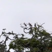 147 LOANGO Riviere Rembo Ngove Oiseau Tantale Ibis Mycteria ibis 12E5K2IMG_78899wtmk.jpg
